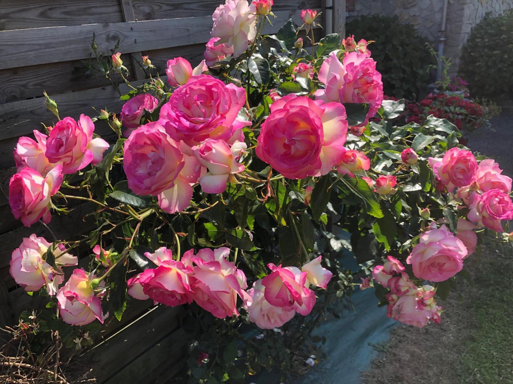 Les Hortensias Grand-Fougeray Buitenkant foto